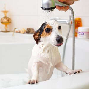シャワーですすがれる犬